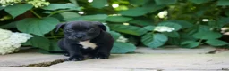 Staffordshire Bull Terrier dogs for sale: Maverick🩵 - Ad 12