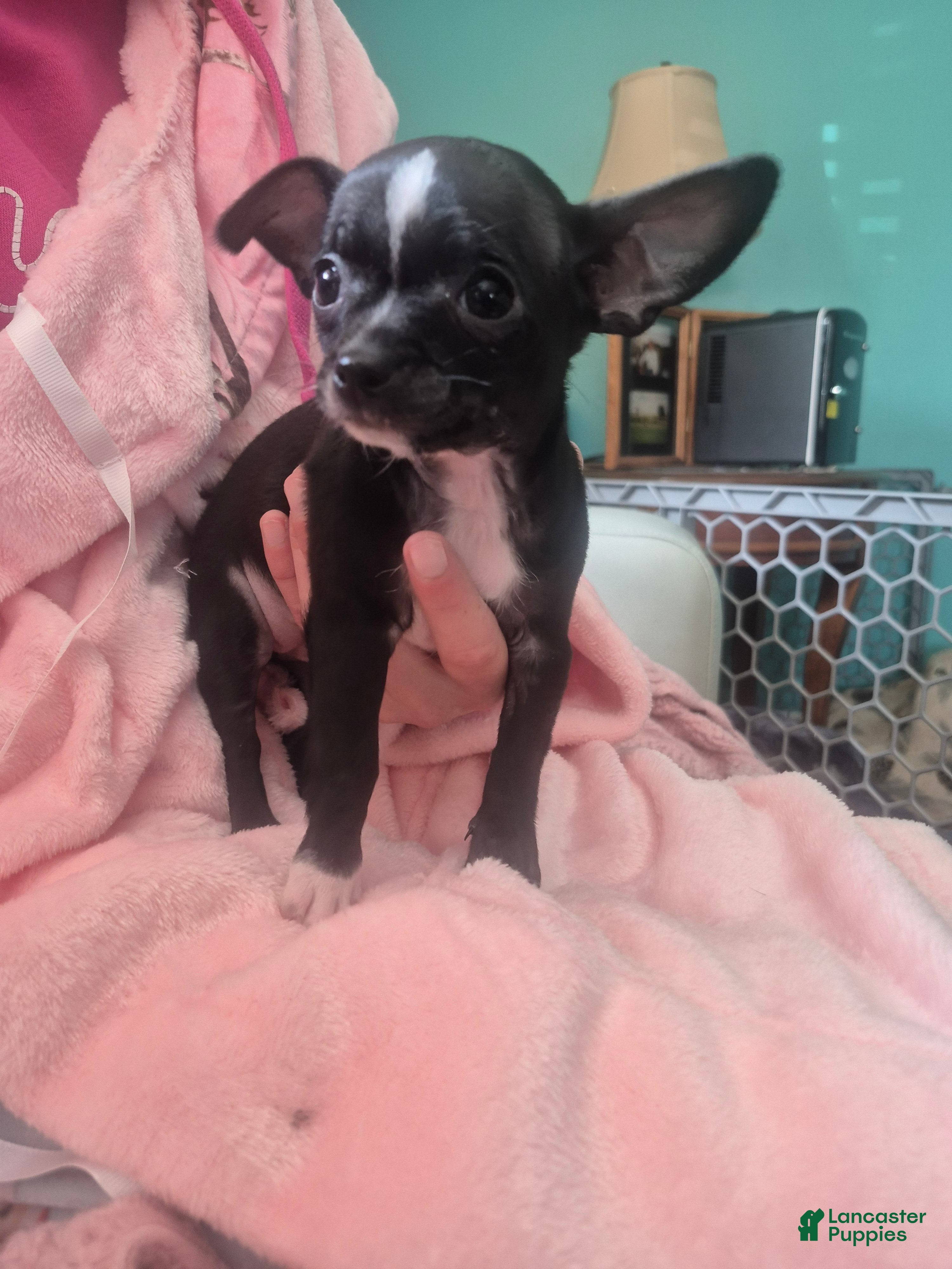 Chihuahua dogs Chihuahua Puppy 5 - Ad 1