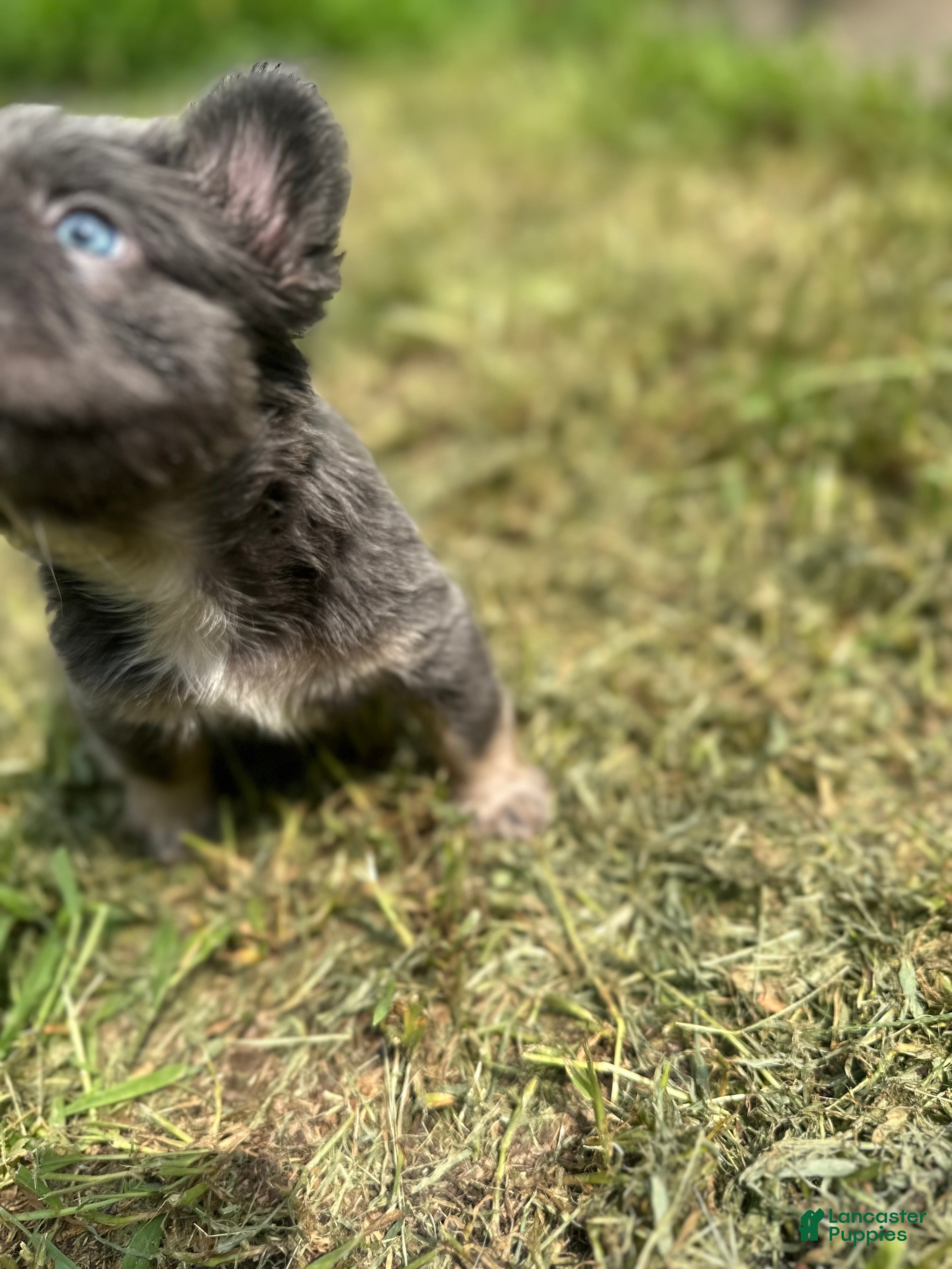 French Bulldog dogs French Bulldog 2 - Ad 2