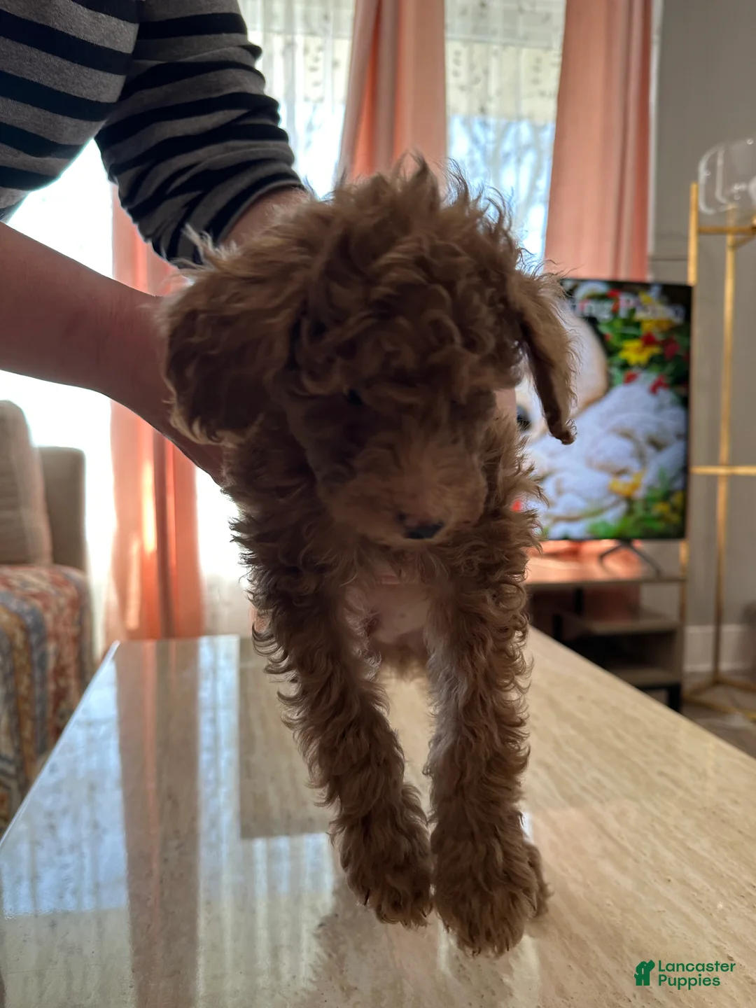 Mini Goldendoodle dogs for sale: Mini Goldendoodle Puppy 6 - Ad 1