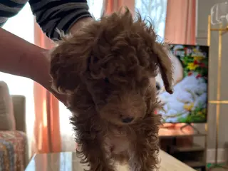 Mini Goldendoodle dogs Mini Goldendoodle Puppy 6 - Ad 12