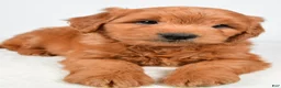 Mini Goldendoodle dogs for sale: Bo - Ad 6