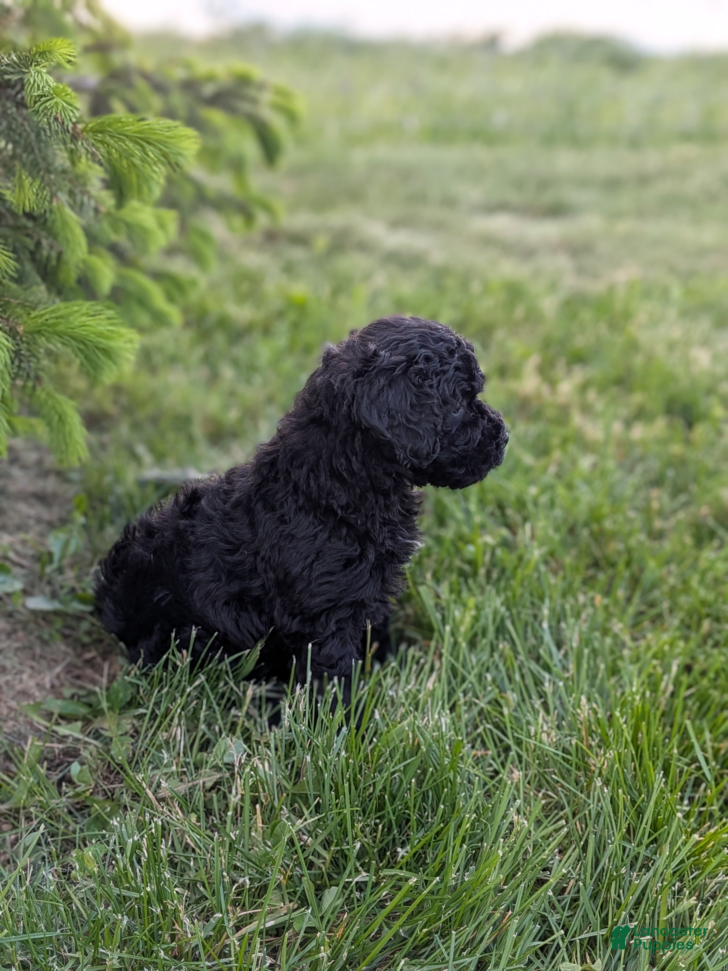 Miniature Poodle dogs Toby - Ad 2
