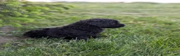 Miniature Poodle dogs for sale: Miniature Poodle Puppy 3 - Ad 2