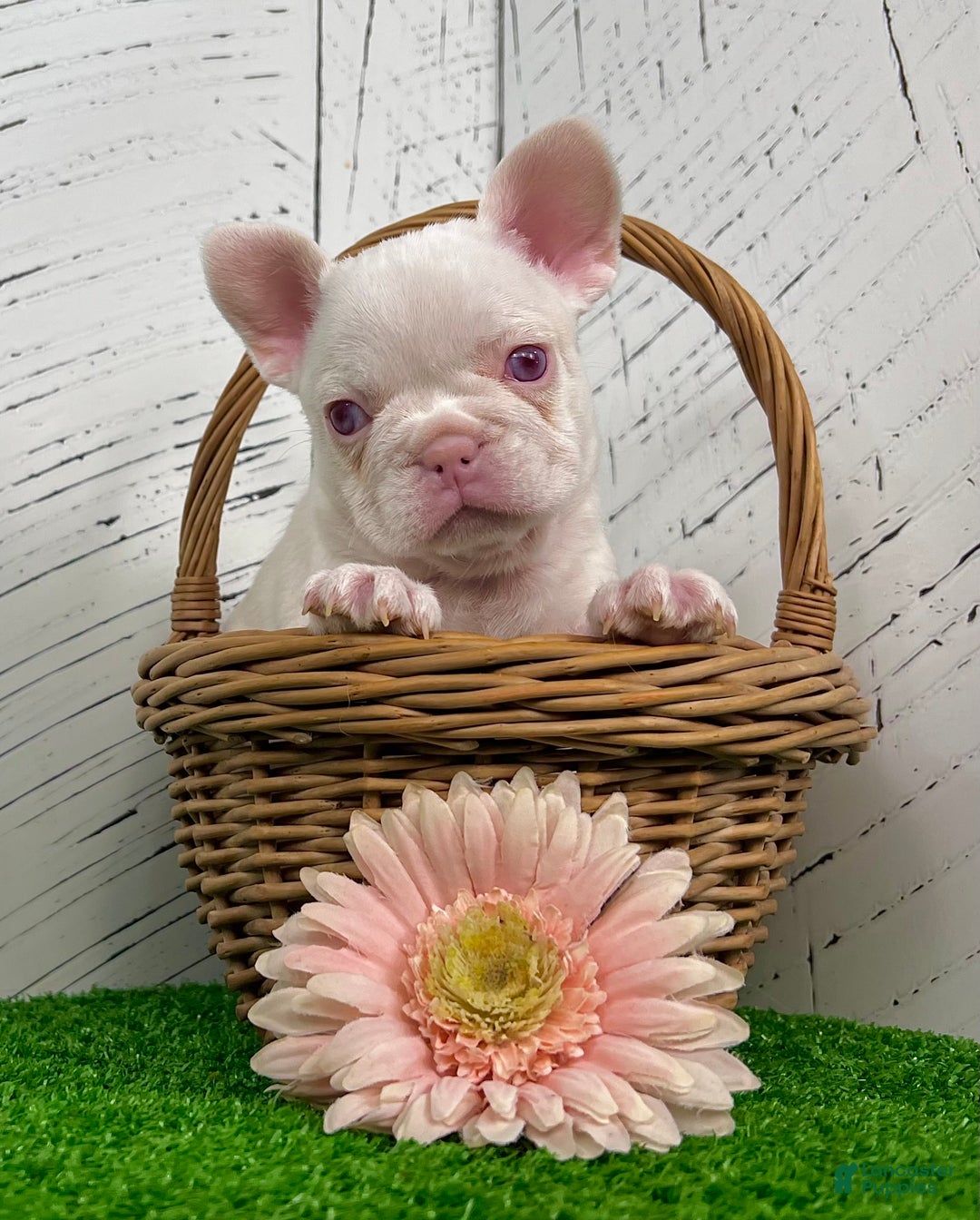 French Bulldog dogs for sale: Bella Pink  - Ad 2