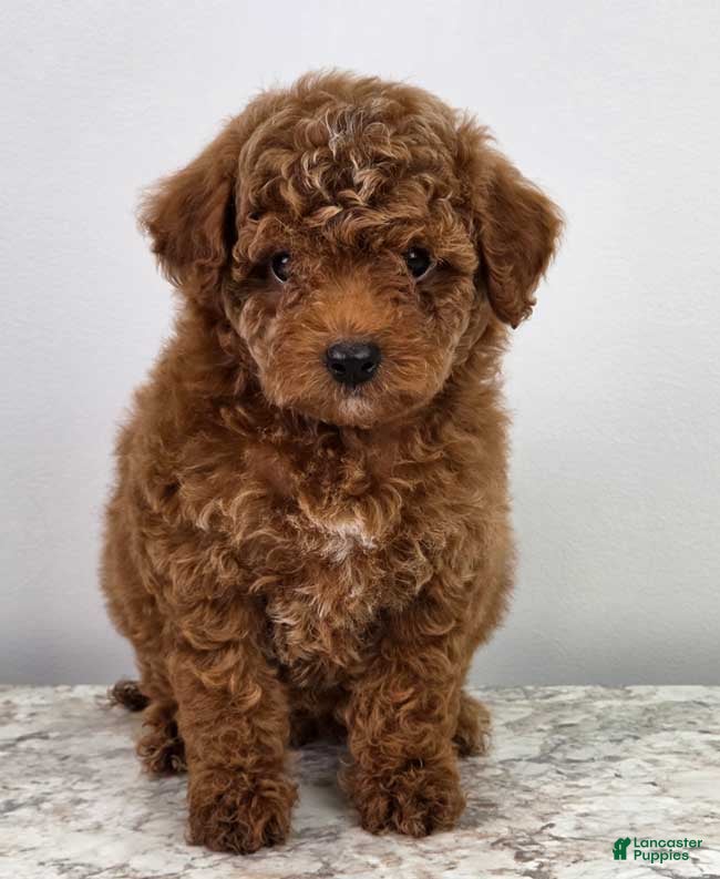 Miniature Poodle dogs Finley - Ad 1