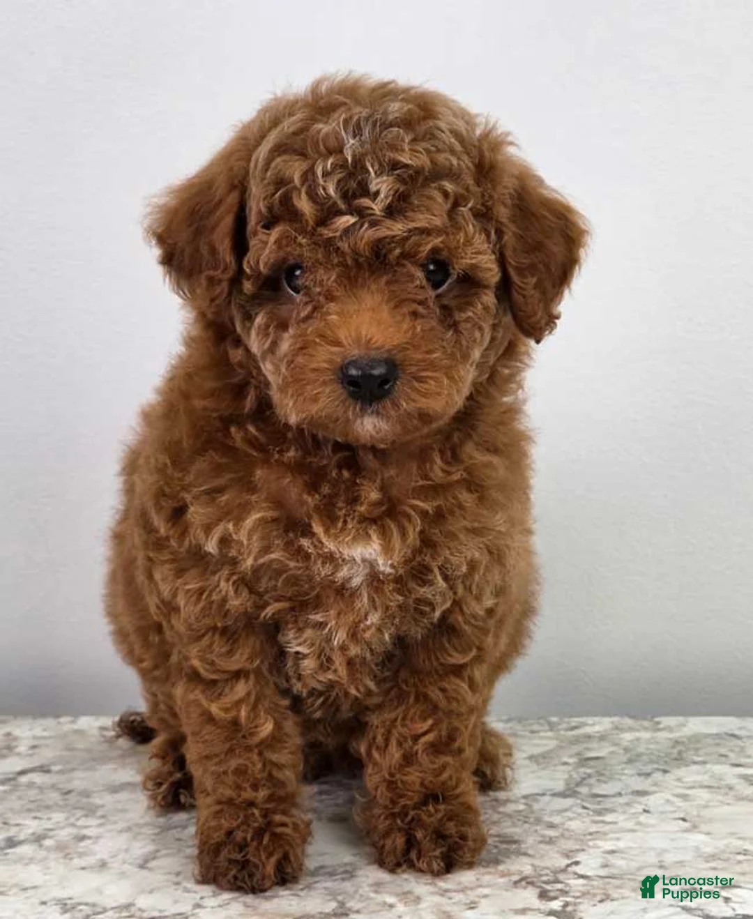 Miniature Poodle dogs for sale: Finley - Ad 1