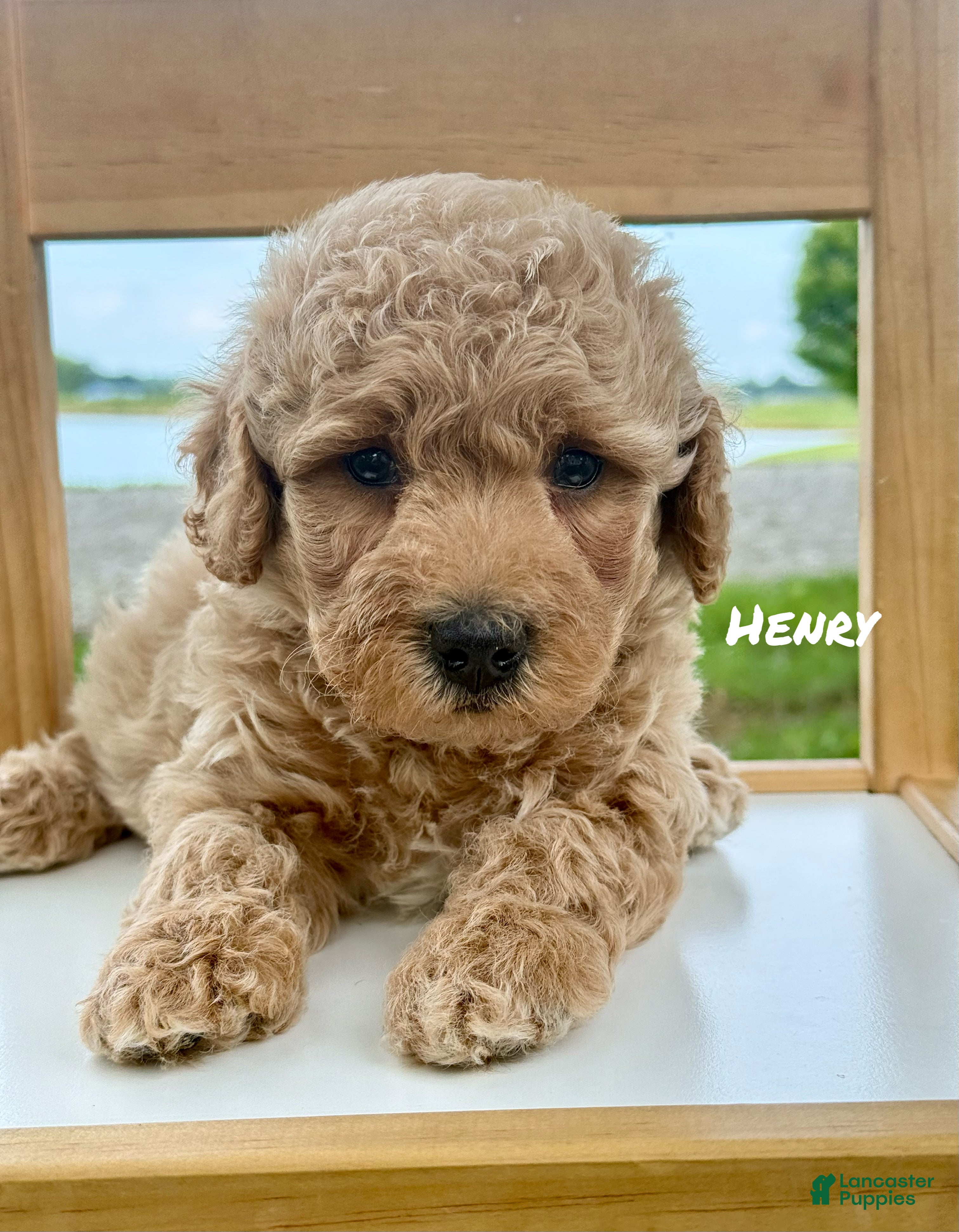 Mini Goldendoodle dogs Henry - Mini Goldendoodle - Ad 21