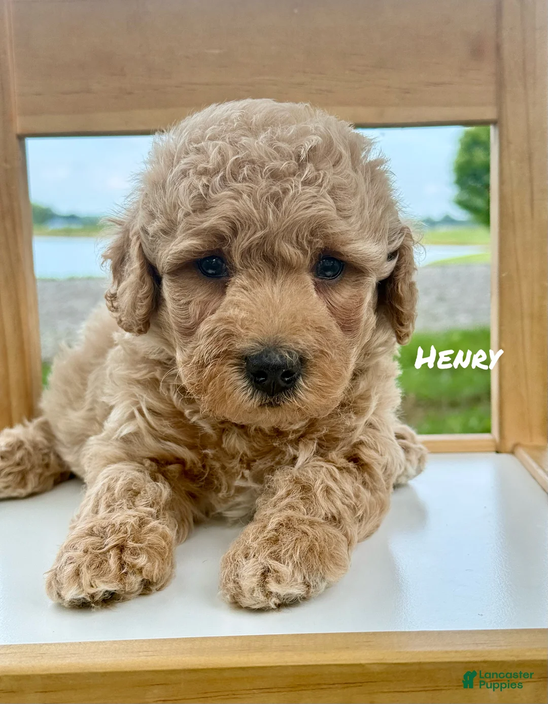 Mini Goldendoodle dogs for sale: Henry - Mini Goldendoodle - Ad 1