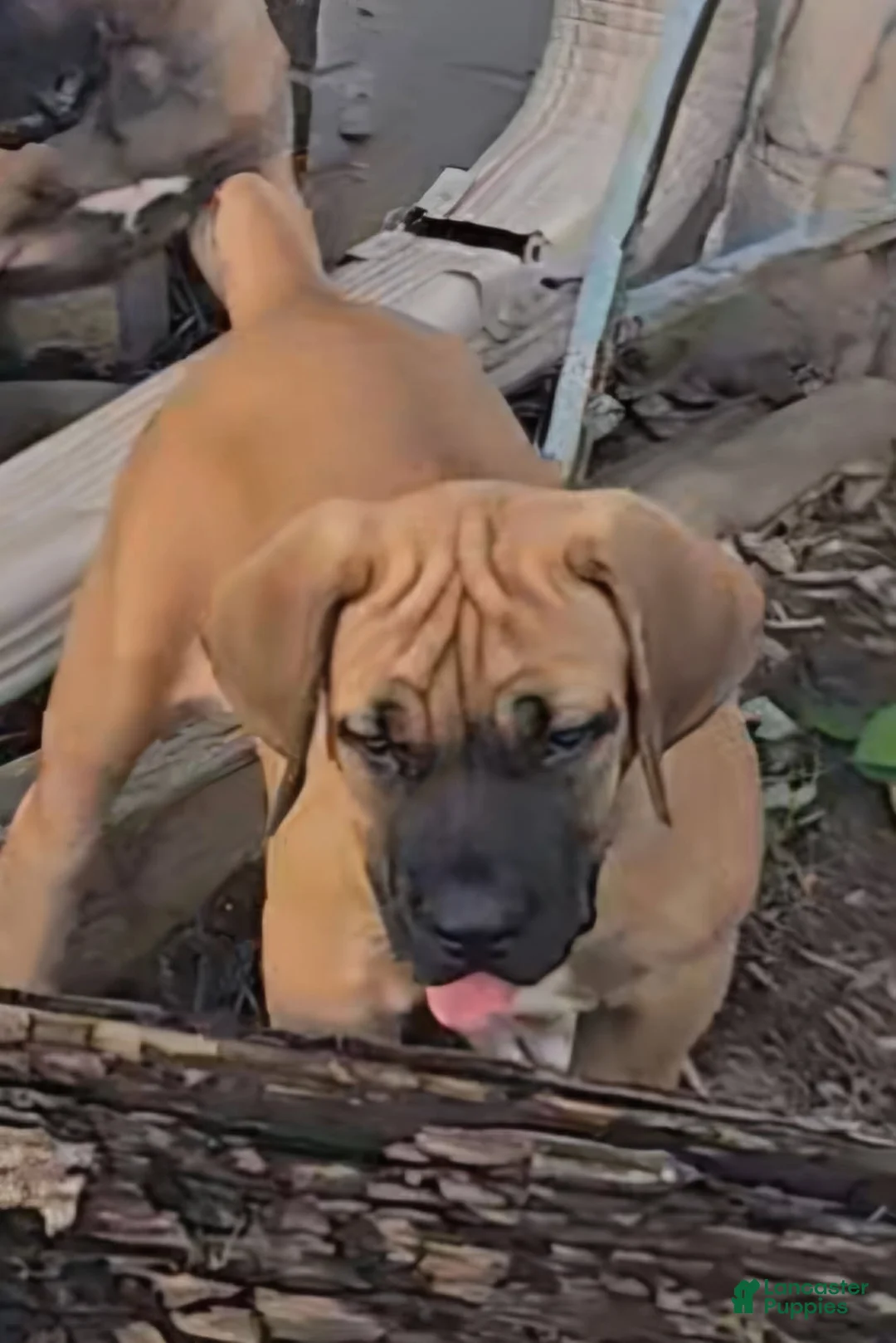 South African Boerboels dogs for sale: Boerboel Female 1 - Ad 3