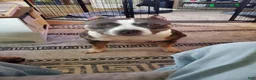 American Bully dogs for sale: American Bully 5 - Ad 33
