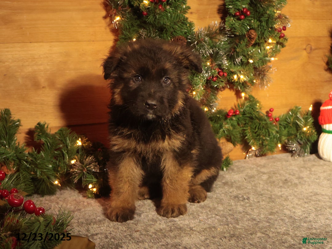 German Shepherd dogs for sale: Bobsled - Ad 1