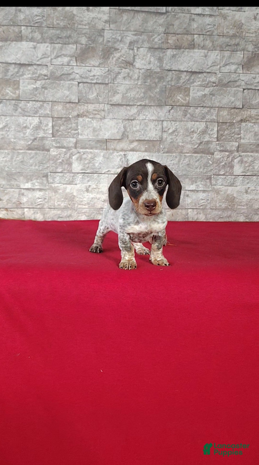 Miniature Dachshund dogs Lucy - Ad 1