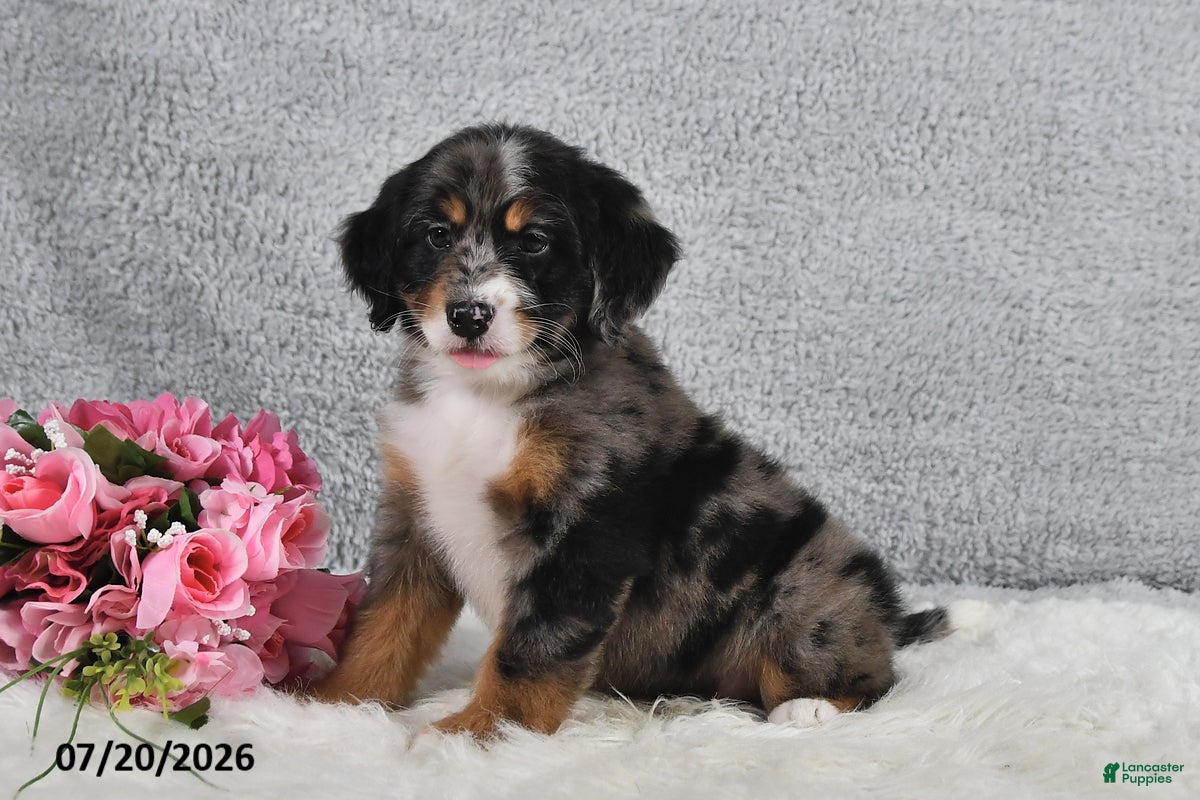 Mini Bernedoodle dogs Comet - Ad 2