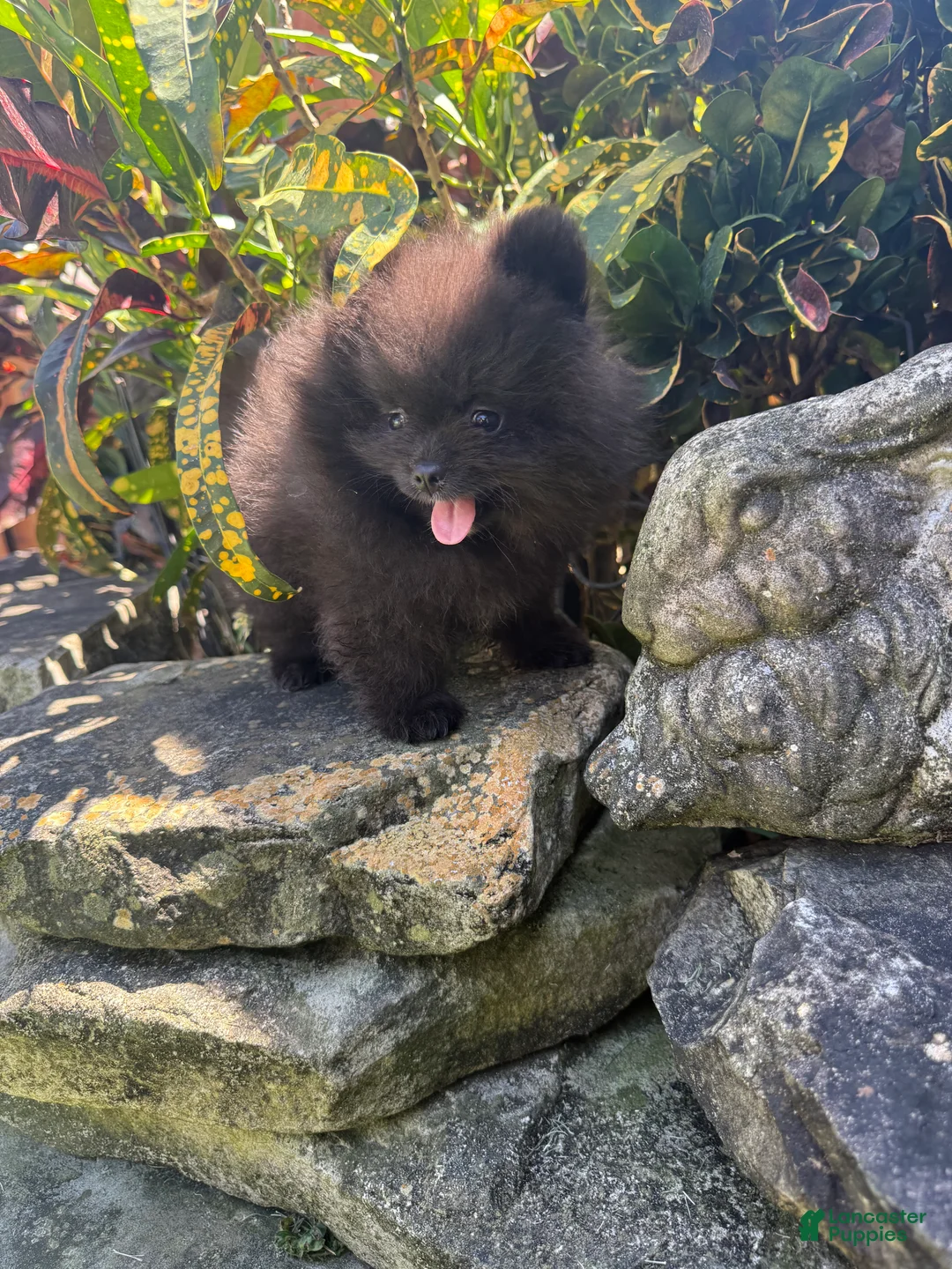 Pomeranian dogs for sale: Pomeranian Puppy 2 - Ad 1
