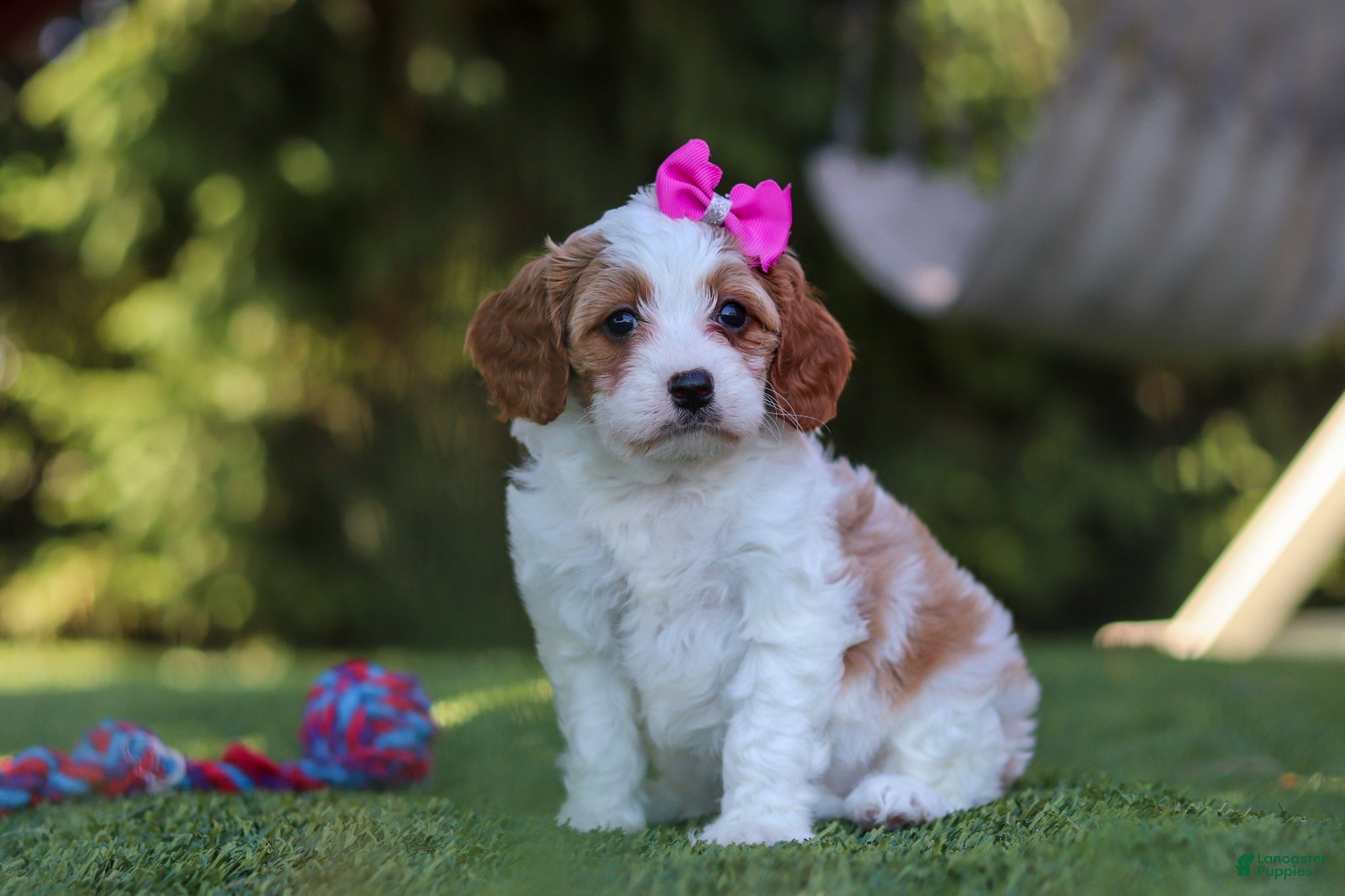 Cavapoo dogs Ophelia - Ad 1