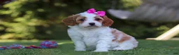 Cavapoo dogs for sale: Ophelia - Ad 1
