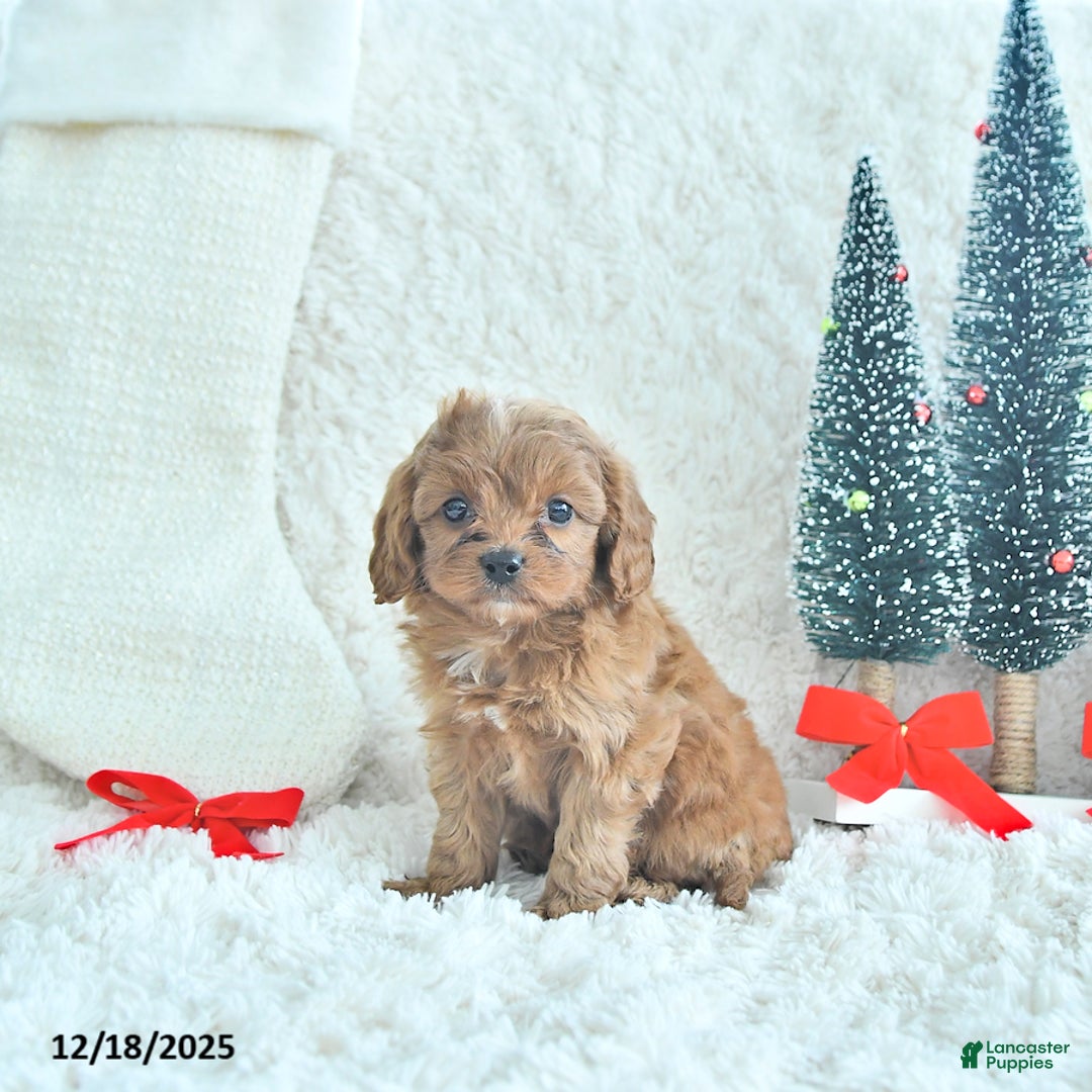 Cavapoo dogs for sale: Ginger - Ad 2