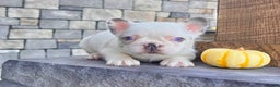 French Bulldog dogs for sale: Kiki - Ad 2