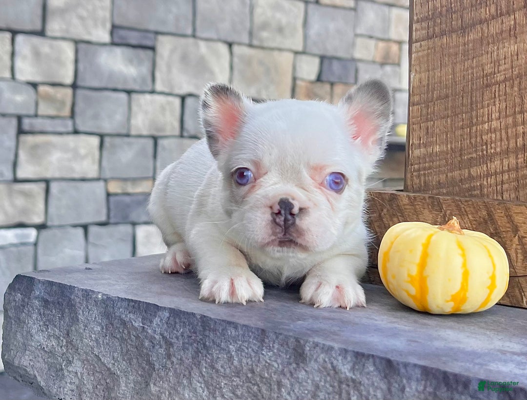 French Bulldog dogs for sale: Kiki - Ad 2