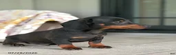 Miniature Dachshund dogs for sale: Gus - Ad 3