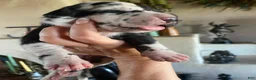 Great Dane dogs for sale: Carbon Creed's Azure Siren 🧜‍♀️ - Ad 12