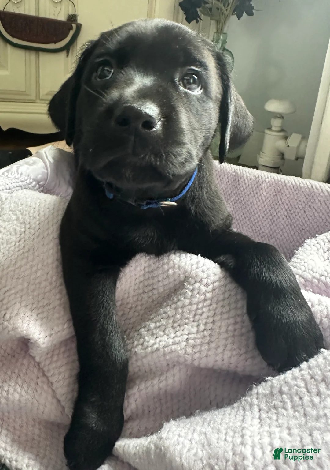 Labrador Retriever dogs for sale: Labrador Retriever Blue - Ad 2