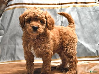 Goldendoodle dogs Mindy - Ad 21