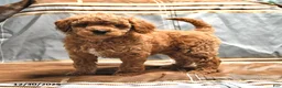 Goldendoodle dogs for sale: Mindy - Ad 1