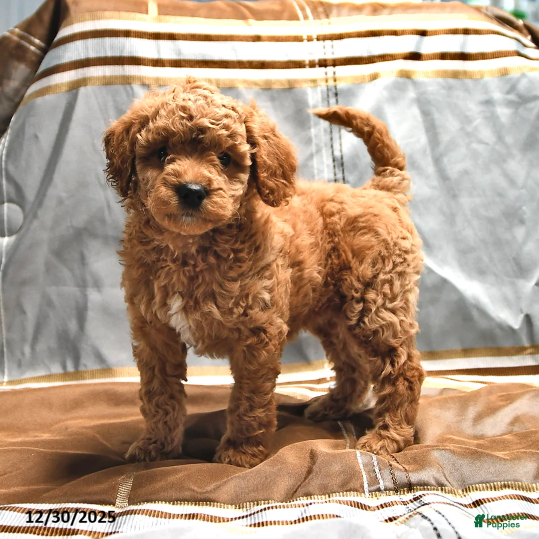 Goldendoodle dogs for sale: Mindy - Ad 1