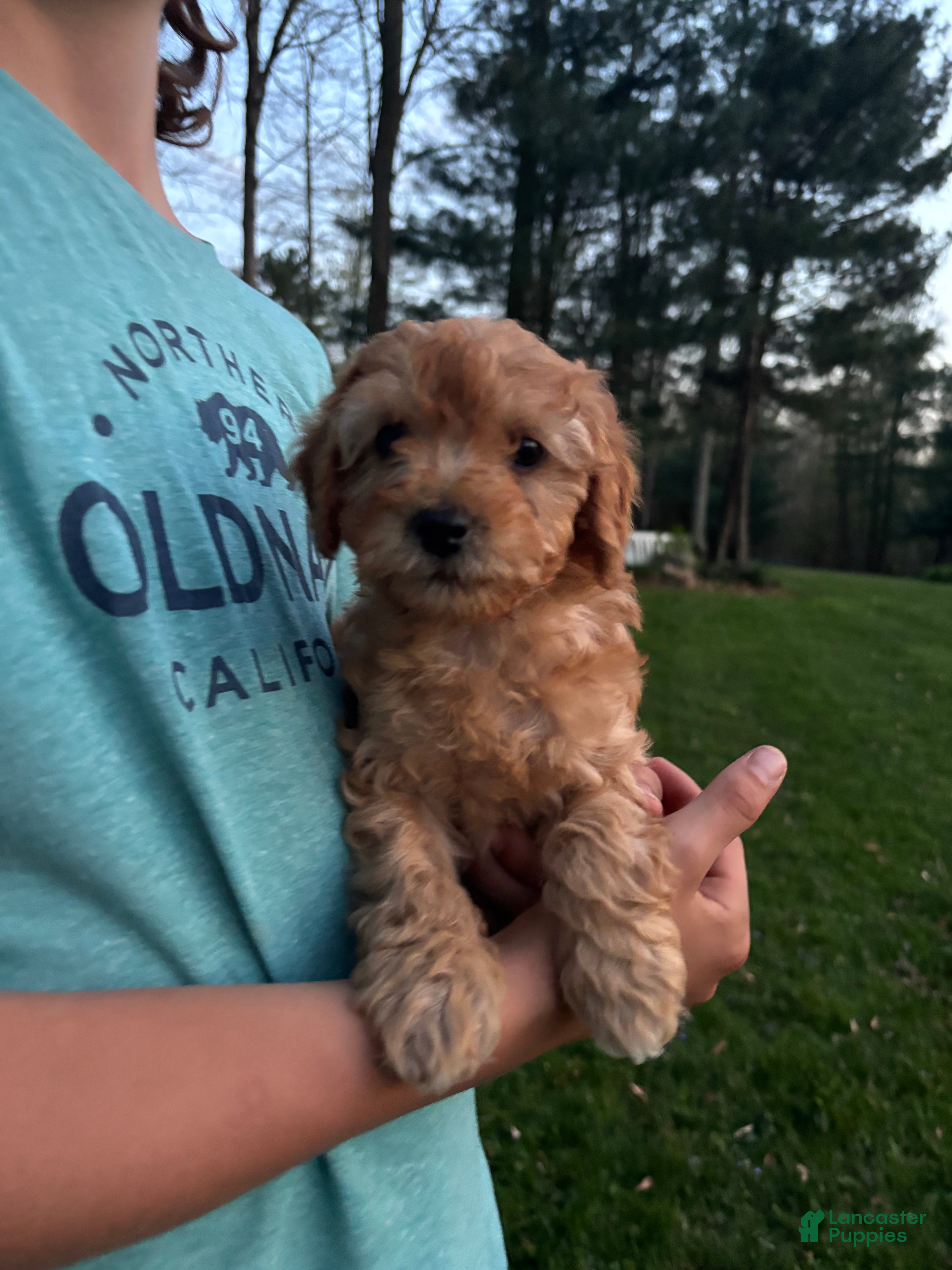 Cavapoo dogs Cooper - Ad 2