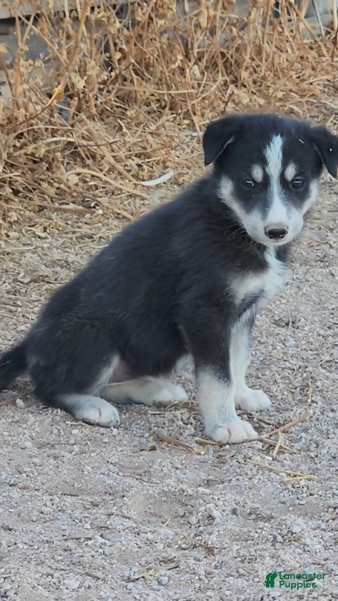 Mixed Breed dogs for sale: McNabsky F Blk/wht - Ad 2