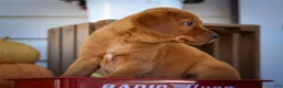 Labrador Retriever dogs for sale: NELLY - Ad 7