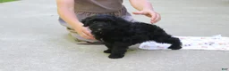 Cavapoo dogs for sale: Sadie - Ad 2