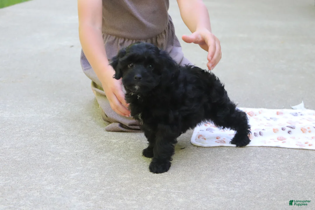 Cavapoo dogs for sale: Sadie - Ad 2
