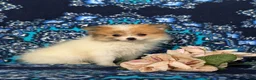 Pomeranian dogs for sale: Chesney - Ad 3