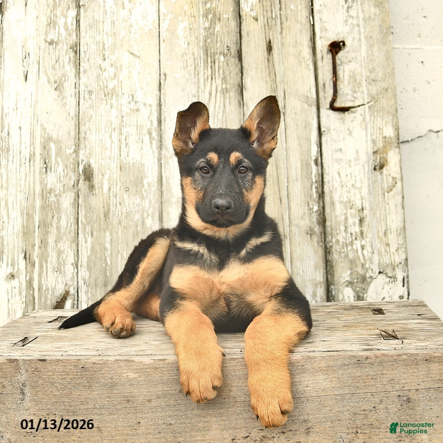 German Shepherd dogs Mocha - Ad 31
