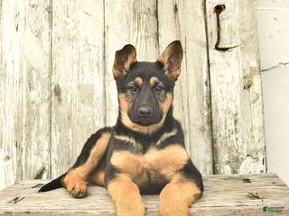 German Shepherd dogs Mocha - Ad 31