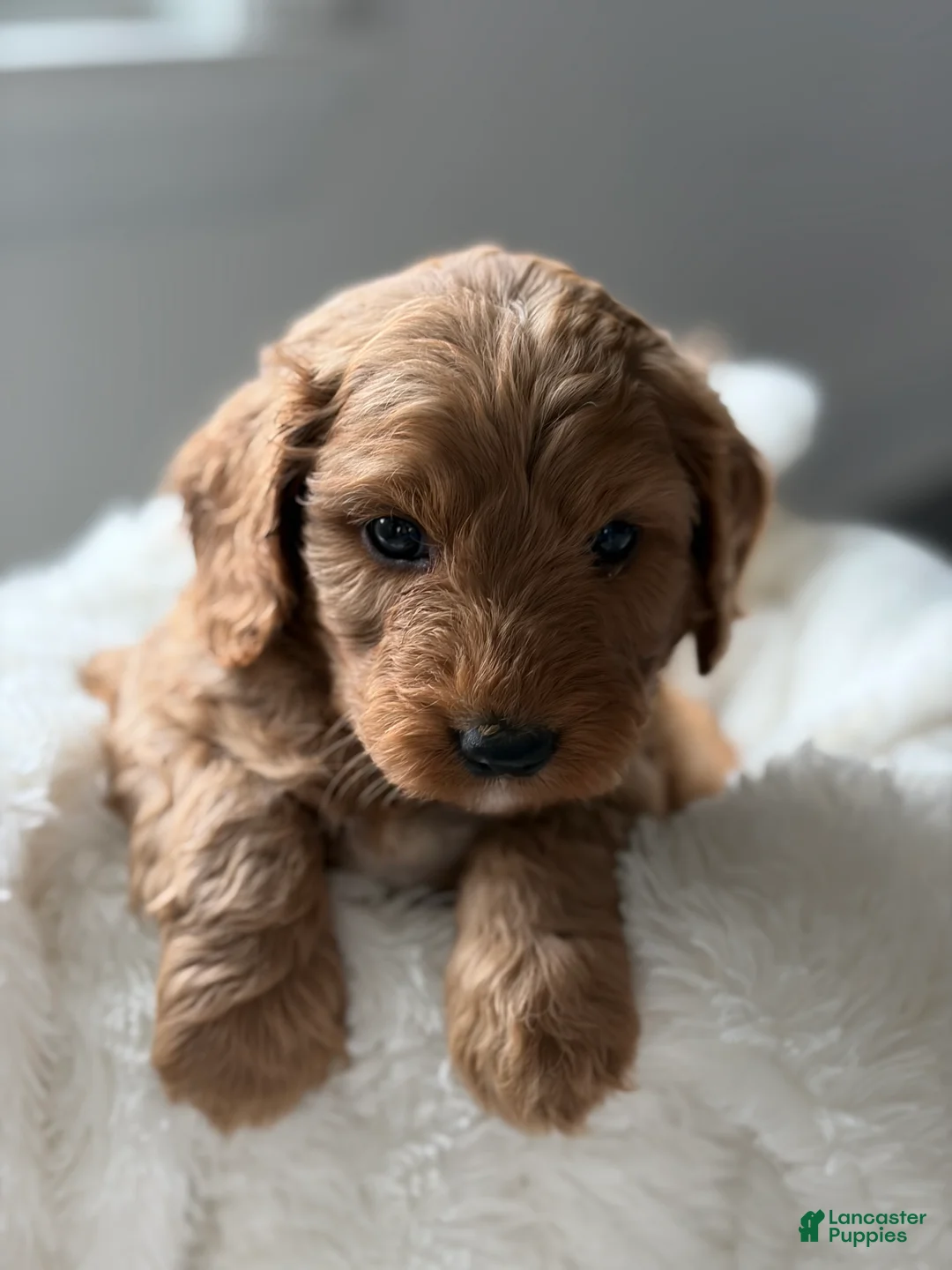 Cavapoo dogs for sale: Bronco💙 - Ad 2