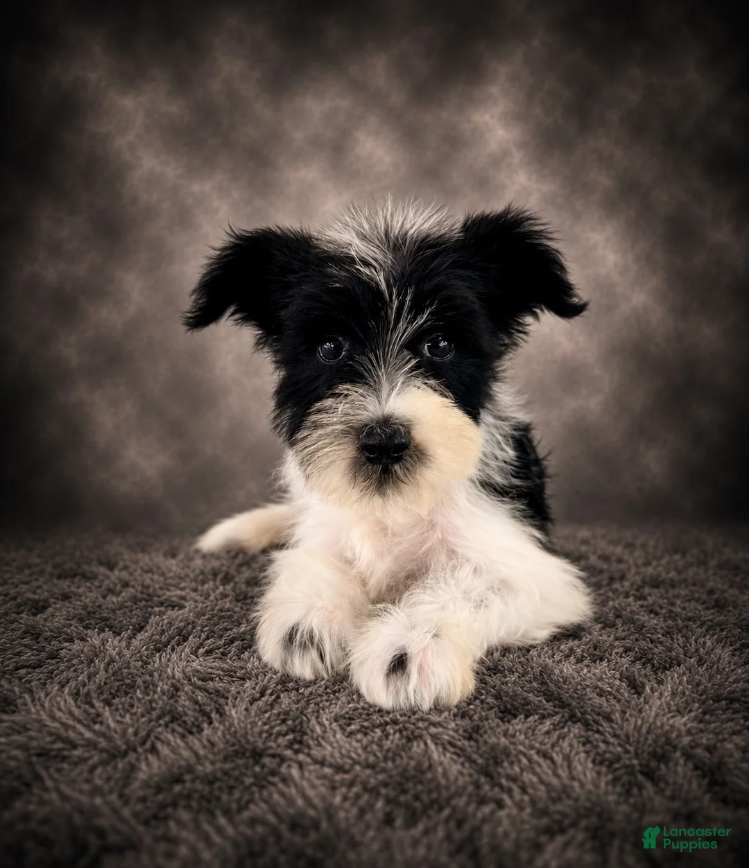 Miniature Schnauzer dogs for sale: AKC Stella - Ad 2