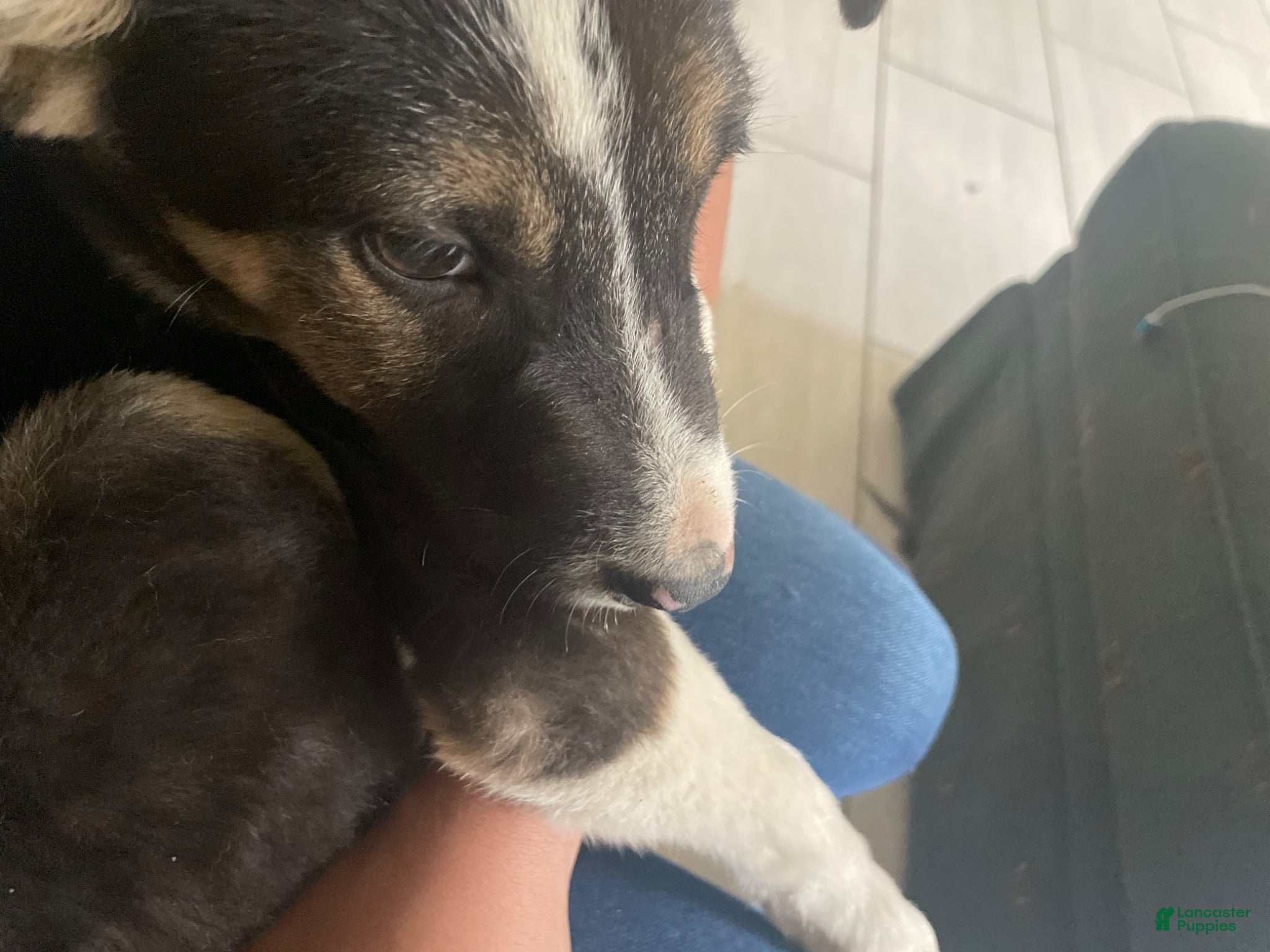 Mixed Breed dogs Mixed Breed Puppy 1 - Ad 25