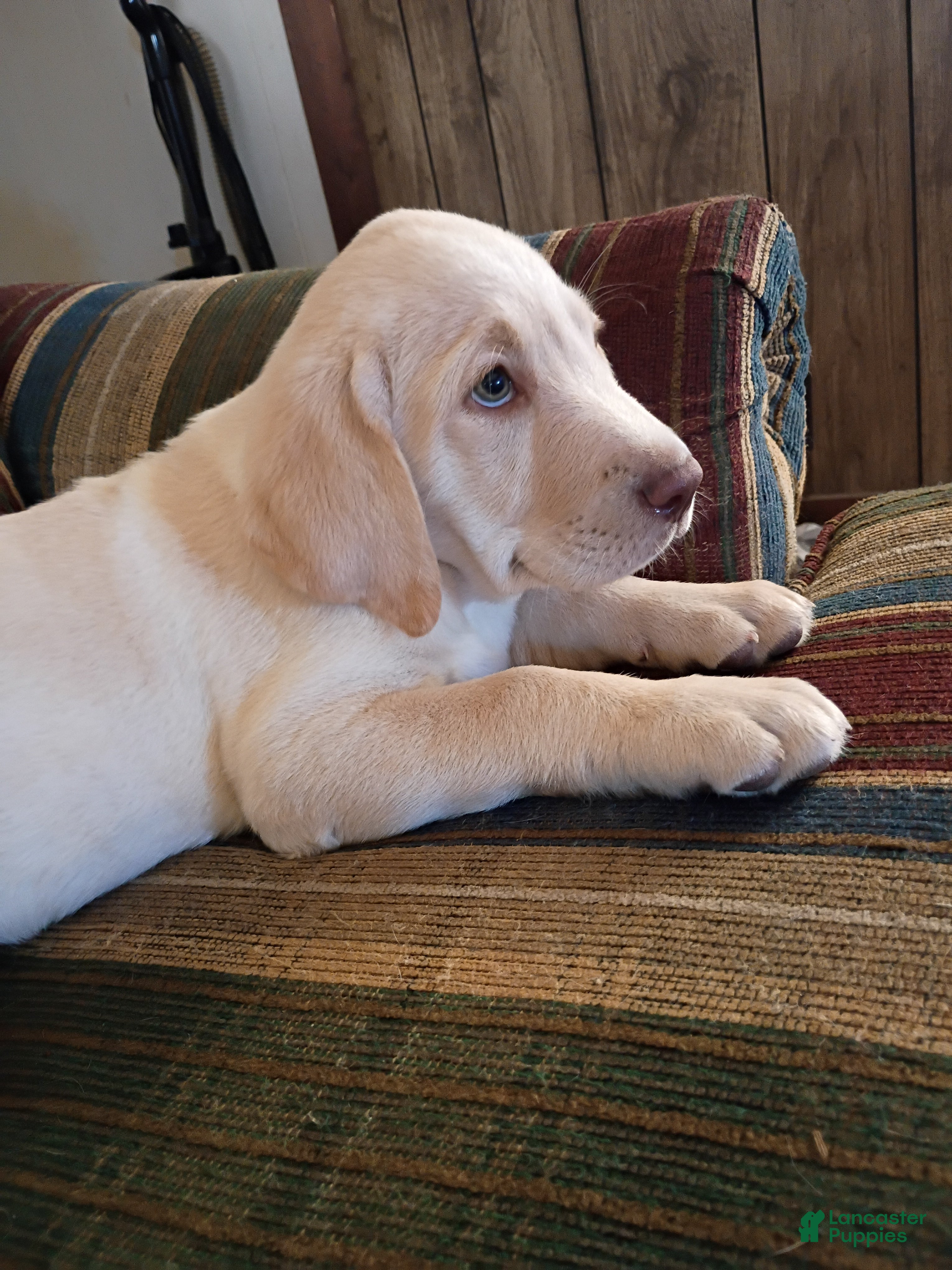 Labrador Retriever dogs Labrador Retriever Puppy 5 - Ad 1