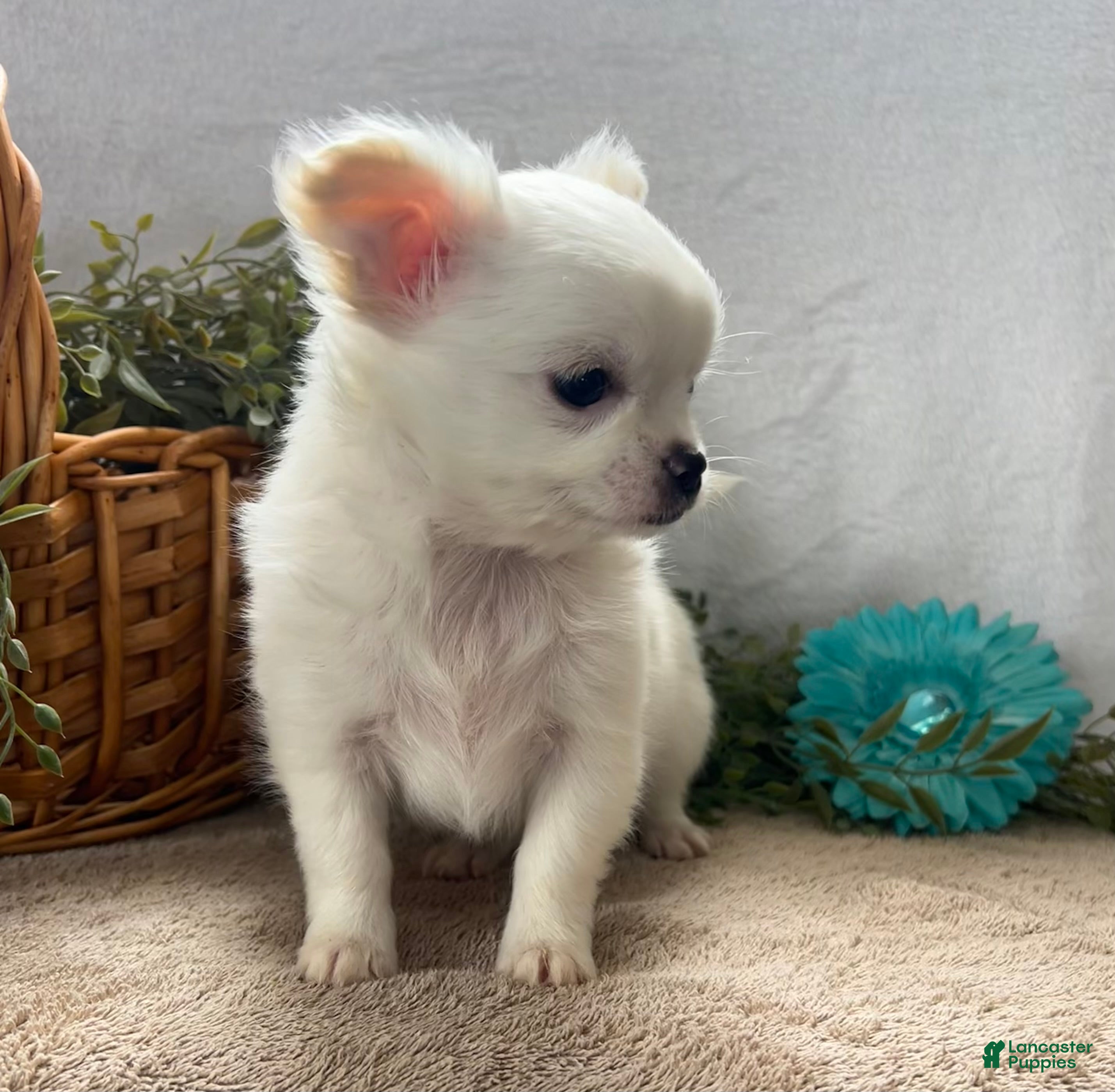 Chihuahua dogs Blaze - Ad 2