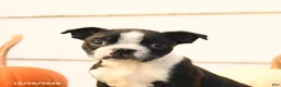 Boston Terrier dogs for sale: Asher - Ad 5