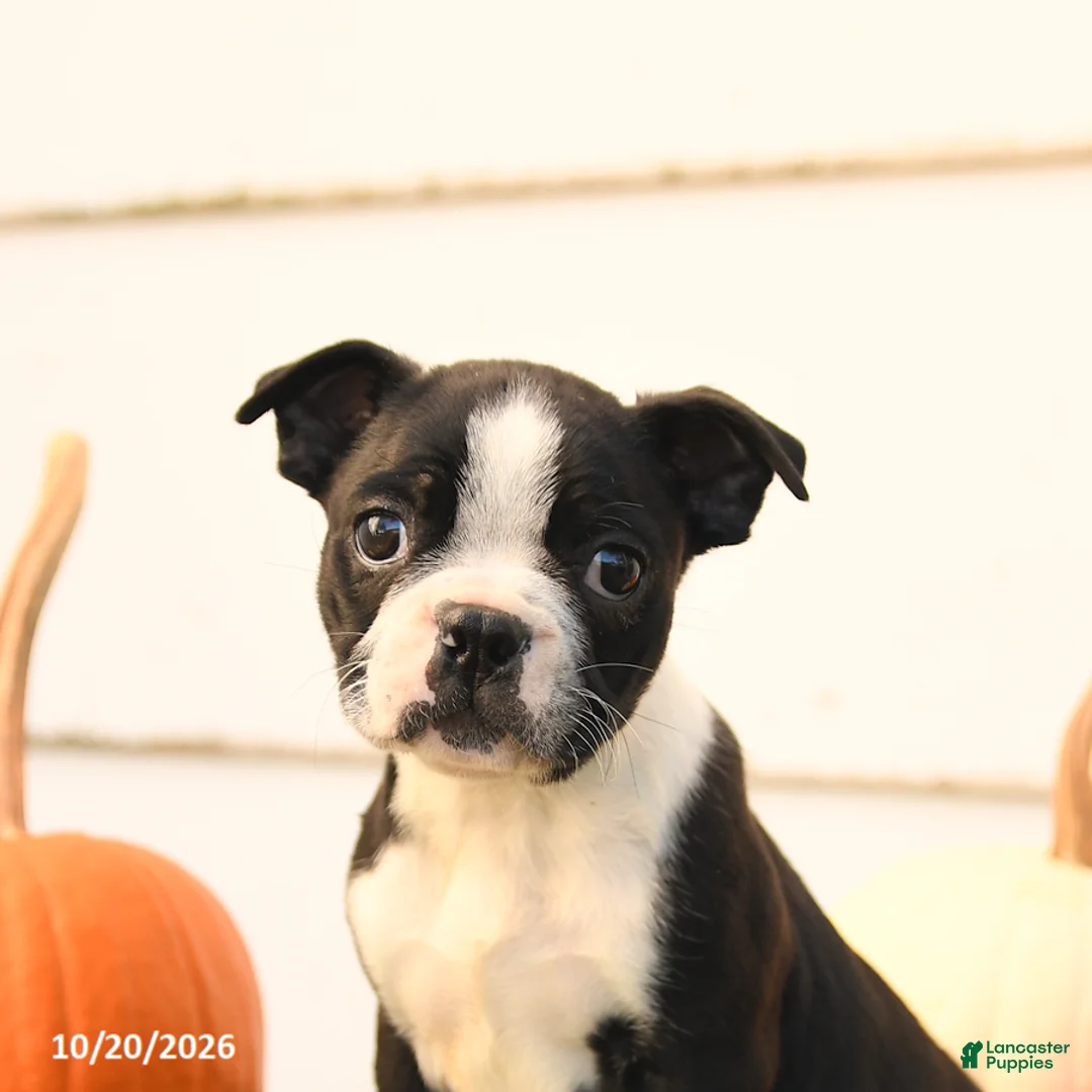 Boston Terrier dogs for sale: Asher - Ad 5