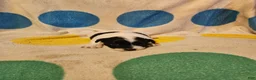Chihuahua dogs for sale: Emma - Ad 13