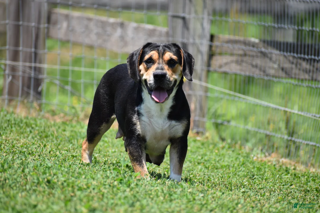 Beabull dogs for sale: Nova - Ad 14