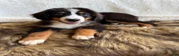 Bernedoodle dogs for sale: Jameson  - Ad 5