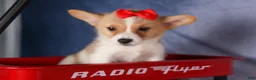 Welsh Corgi Pembroke dogs for sale: Conner  - Ad 15