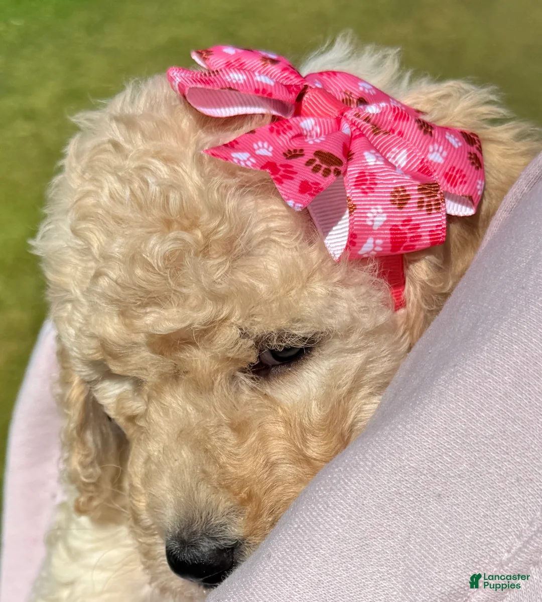 Goldendoodle dogs for sale: Goldendoodle Puppy 5 - Bella - Pink Collar - Ad 2